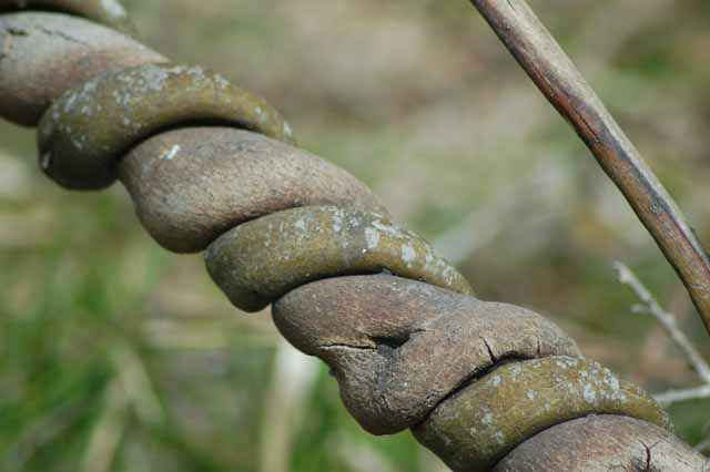 rope vine, Brazos Bend, TX